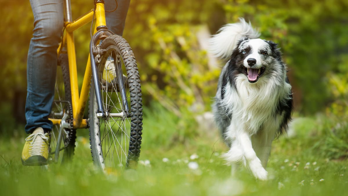Radfahren mit Hund Ein Hund läuft neben seinem Radfahrenden Besitzer nebenher.