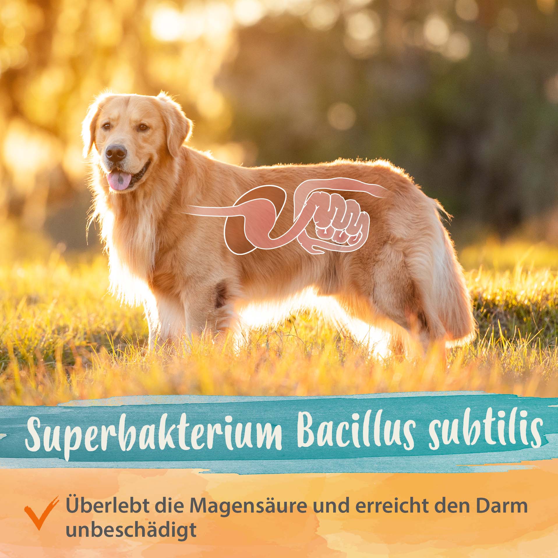 Darmbiotic - gesunde Darmbakterien - Probiotika zur Darmsanierung - 2x 120 Stk. Darmbiotic - gesunde Darmbakterien - Probiotika zur Darmsanierung - 2x 120 Stk.