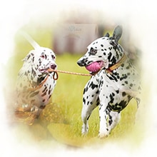 Hunde Spielen Zwi Hunde spielen wild auf einer Wiese.