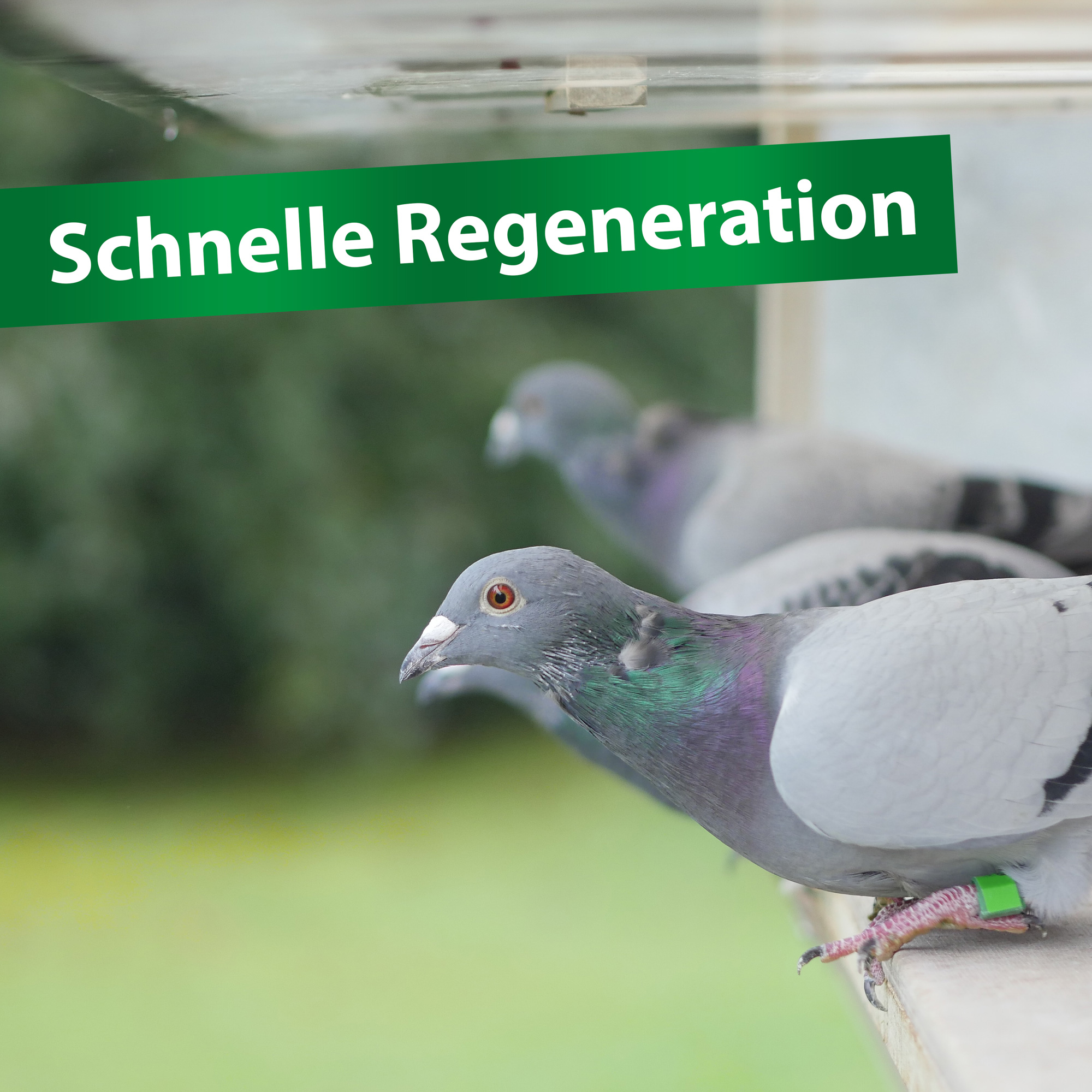 Bt-Amin Forte - 1000 ml - aminoácidos, electrolitos y vitaminas B para palomas mensajeras y de pedigrí