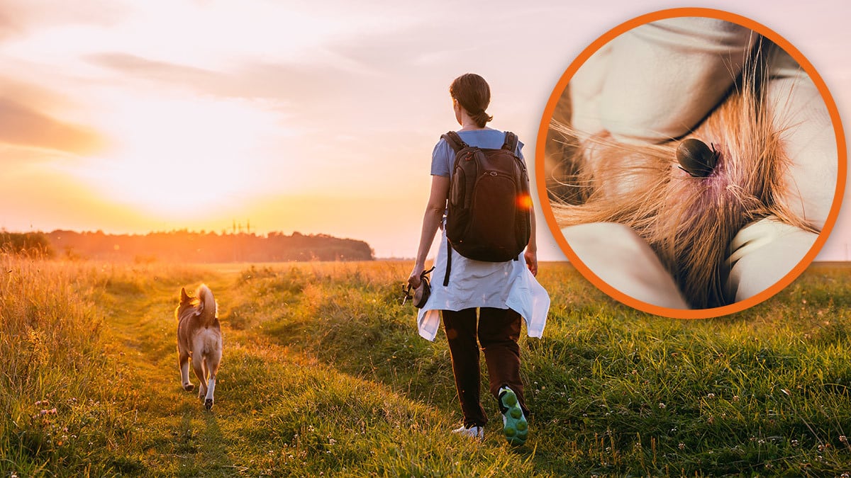 Gefahr durch Borreliose Eine Zecke hat sich auf einem Hund festgebissen.
